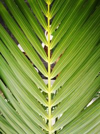 Full frame shot of palm tree