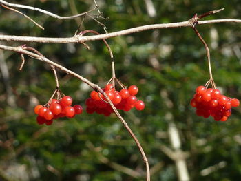 Close-up of red berries growing on tree