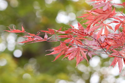 Close-up of red maple leaves on tree