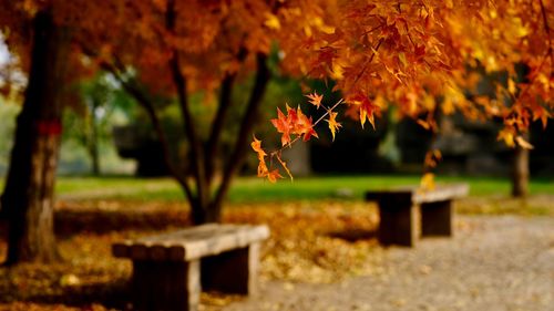 Park bench on field during autumn