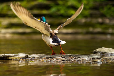 Bird flying over lake