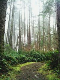 Trees in forest