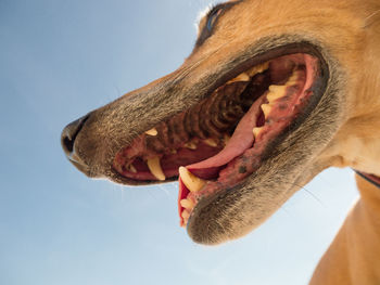 Close-up of dog against clear sky