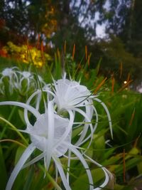 Close-up of white flower blooming outdoors