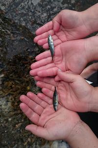 Cropped hands holding fish