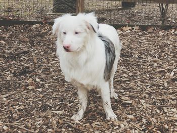 Close-up of dog standing on field