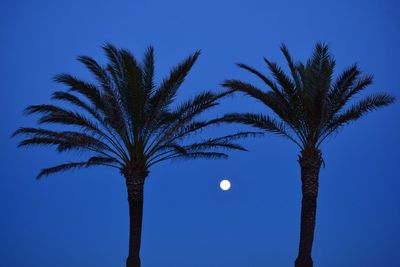 Low angle view of palm tree against blue sky