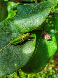 Close-up of insect on leaf