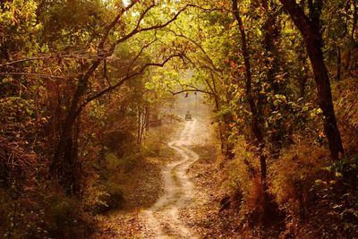 Pathway amidst trees in forest