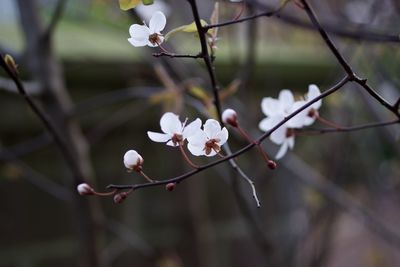 Close-up of white cherry blossoms in spring