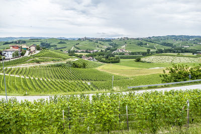 Landscape of the hill of the langhe with vineyards