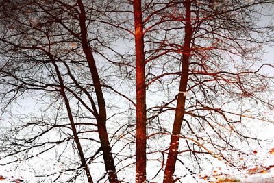 Low angle view of bare trees