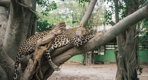 Leopard in zoo