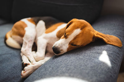 Close-up of dog sleeping on sofa