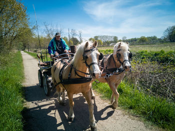 Horses on field