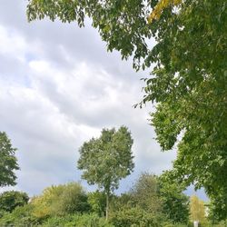 Low angle view of trees against sky