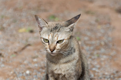 Tabby cat sitting on dirt road