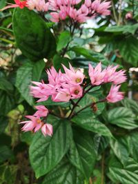 Close-up of pink flowering plant