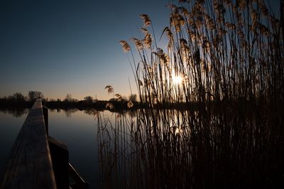 Silhouette plants by lake against sky during sunset