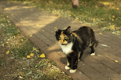 Cat with different coats. pet on street. cute cat in park. animal in garden. details of pet's life.