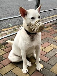 High angle view of dog sitting on footpath