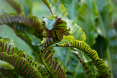 Close-up of green leaves on plant