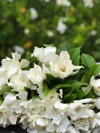 Close-up of white roses