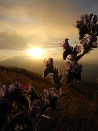 Close-up of plant growing on mountain against sky at sunset