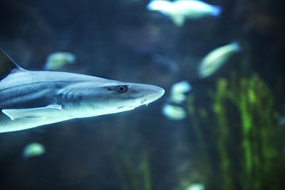 Close-up of shark swimming in aquarium