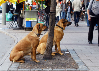 Brown of dogs relaxing on footpath