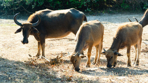 Buffaloes in the national park of sri lanka.