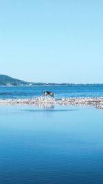 Scenic view of sea against clear blue sky