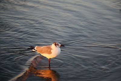 Close-up of seagull swimming in lake