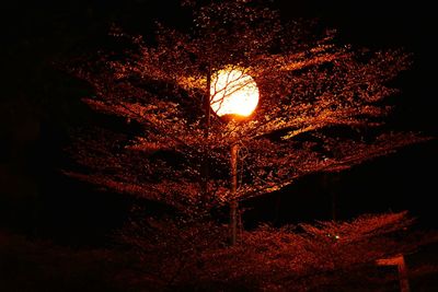 Low angle view of illuminated trees at night