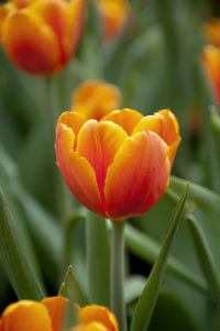 Close-up of yellow tulips blooming outdoors