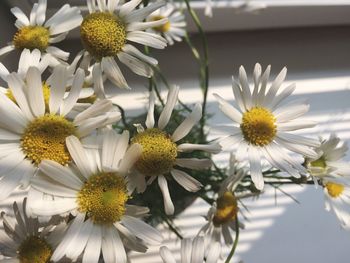 Close-up of white flowers blooming outdoors