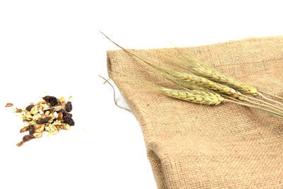 Close-up of dried plant against white background