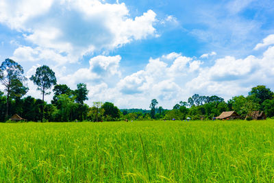 Scenic view of agricultural field against sky