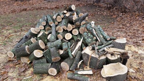 Stack of logs