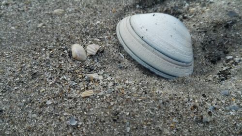 High angle view of seashell on sand at beach