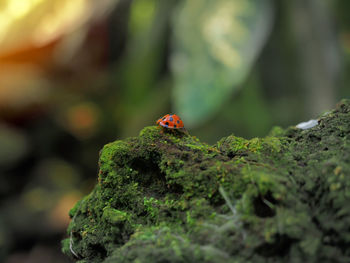 Red beetle bug walking on a rock that covered in green fungus and moss. selected focus.