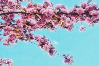 Low angle view of pink flowers against sky