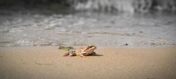 View of frog on wet sand near the sea