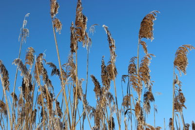 Low angle view of reeds against clear blue sky