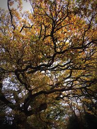 Low angle view of tree against sky