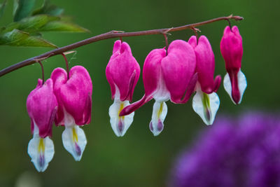 Close-up of pink flowers