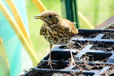 Close-up of bird perching on ground