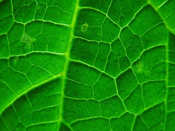 Full frame shot of leaf