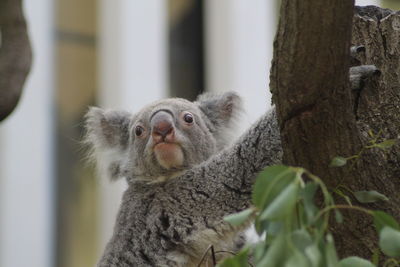 Close-up of squirrel on tree trunk