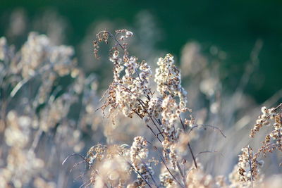 Close-up of flowering plant on field